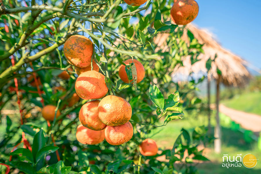 9 พิกัดไร่ส้ม เชียงใหม่ เดินชิลล์กินส้ม มุมถ่ายรูปสุดเก๋