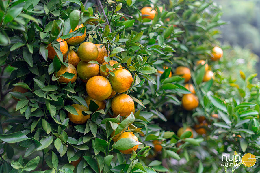 9 พิกัดไร่ส้ม เชียงใหม่ เดินชิลล์กินส้ม มุมถ่ายรูปสุดเก๋