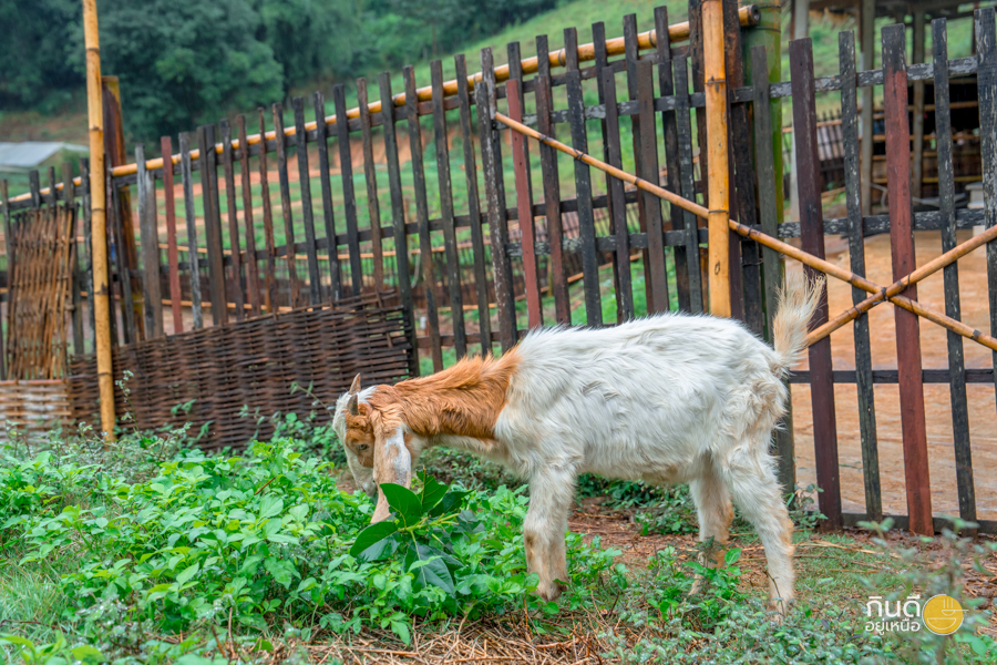 Mori Natural Farm