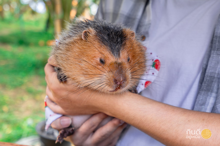 สวนส้ม น้อน